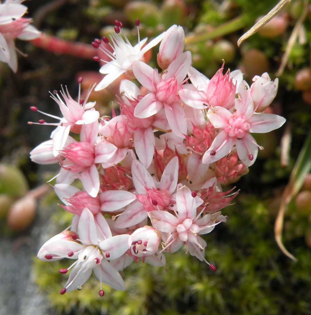 Sedum album